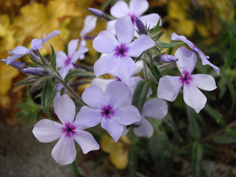 Phlox divaricata ssp laphamii 'Chattahoochee' photo